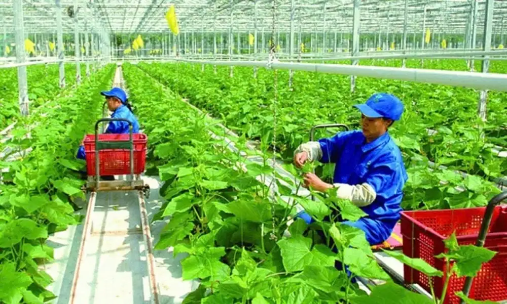 Thanh Hóa có 32 mô hình hợp tác xã nông nghiệp ứng dụng công nghệ cao