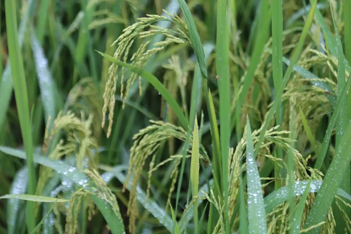 Trồng giống lúa &#8216;nồi đồng cối đá&#8217;, nông dân không phải phun thuốc