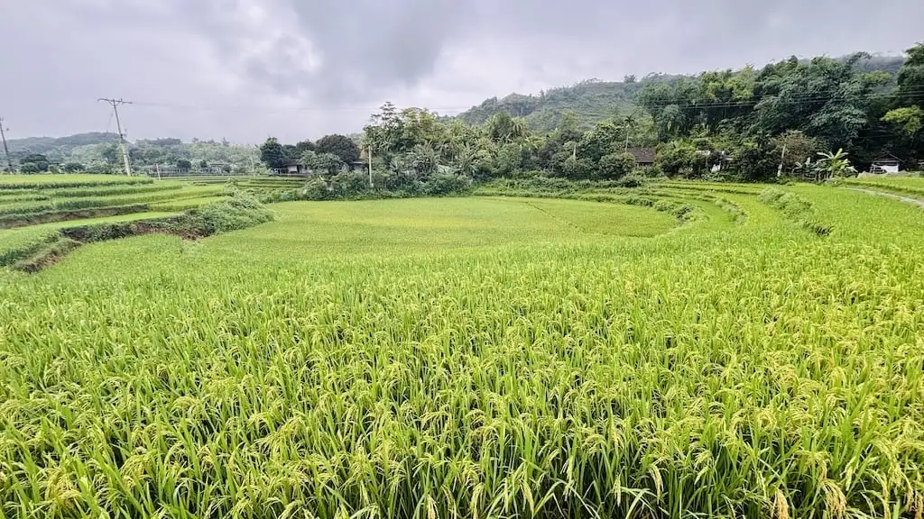 Trồng giống lúa &#8216;nồi đồng cối đá&#8217;, nông dân không phải phun thuốc