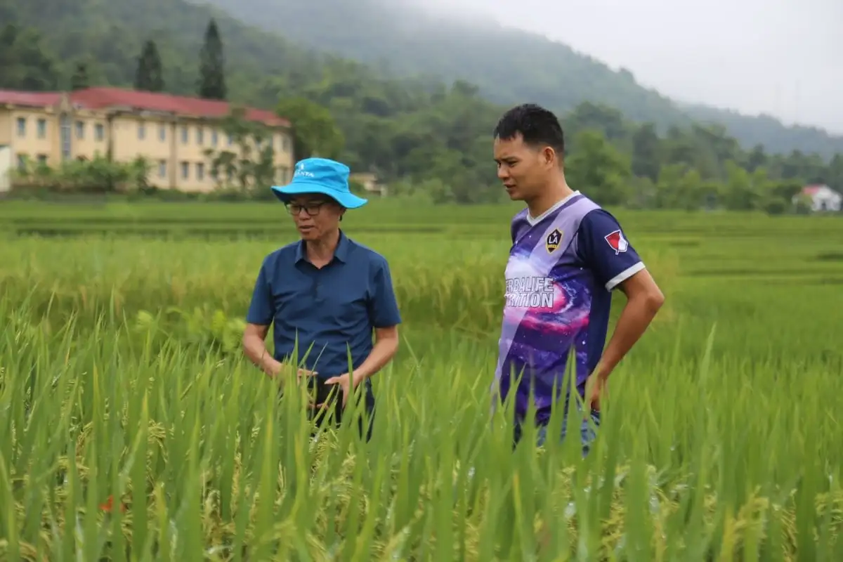 Trồng giống lúa ‘nồi đồng cối đá’, nông dân không phải phun thuốc