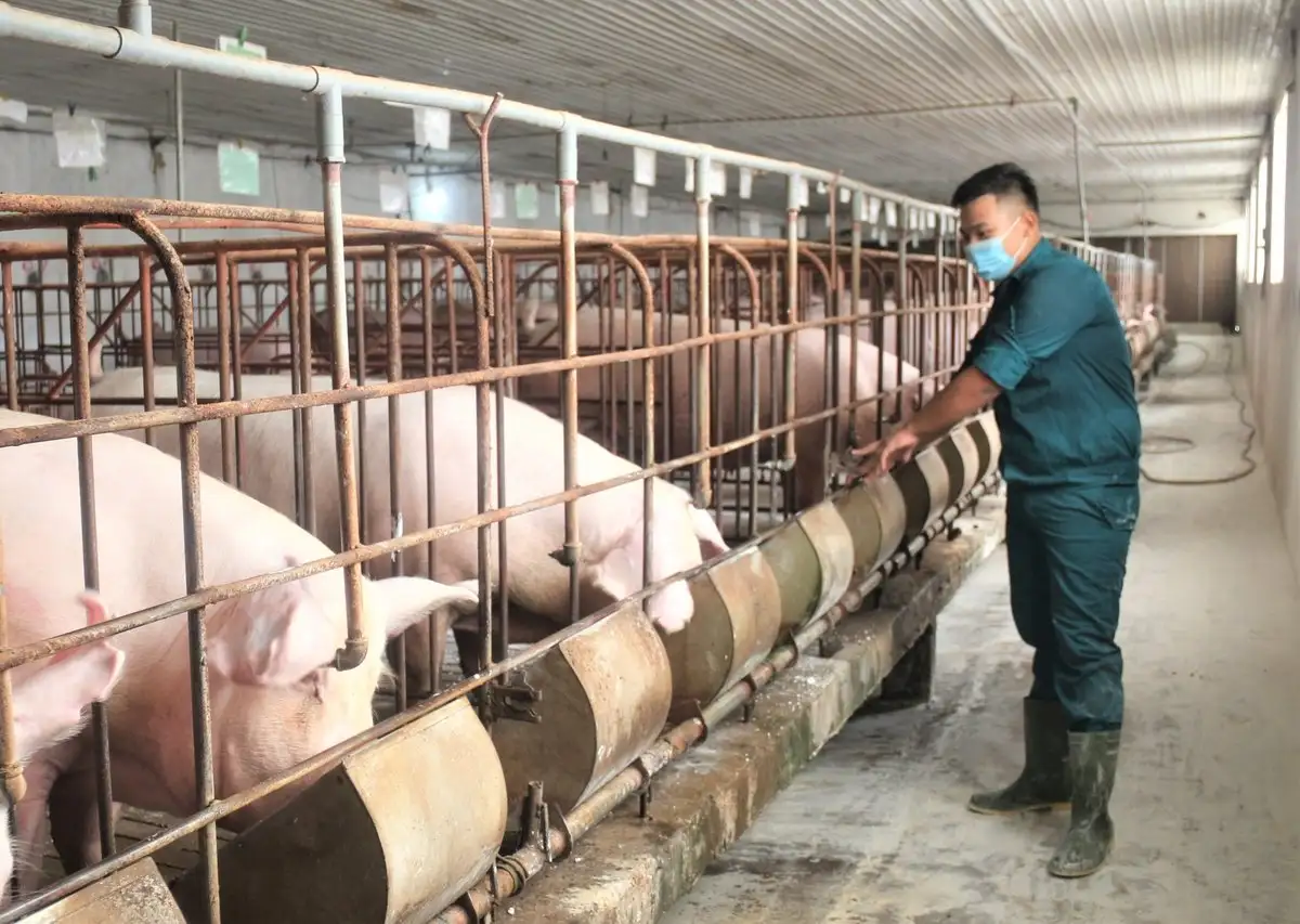 Xây dựng Viện Chăn nuôi và Thú y từ hạt nhân công nghệ, trí tuệ số