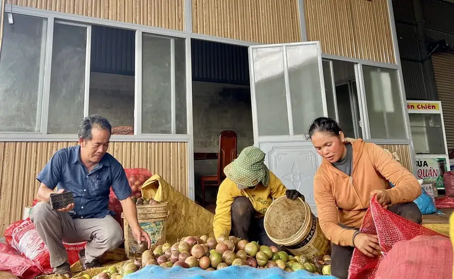 Cà phê, chanh dây, rau sạch trồng trên đất đỏ ở Tây Gia Lai đang được trồng theo cách gì mà khiến ai cũng muốn mua?