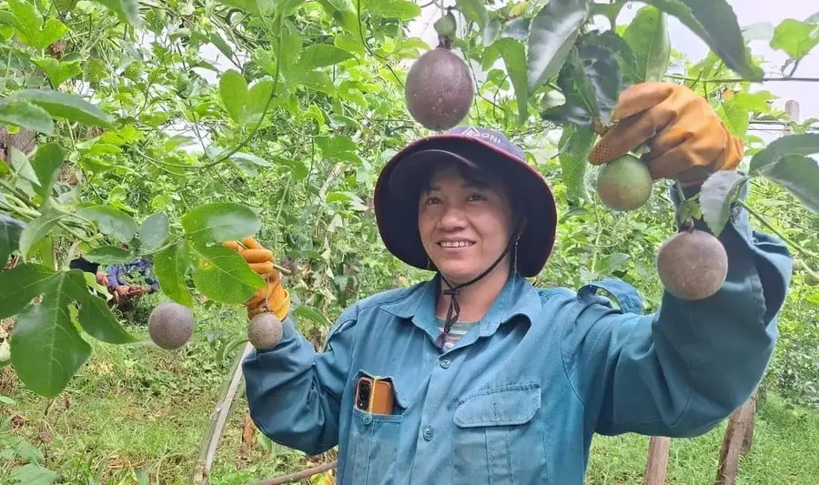 Cà phê, chanh dây, rau sạch trồng trên đất đỏ ở Tây Gia Lai đang được trồng theo cách gì mà khiến ai cũng muốn mua?