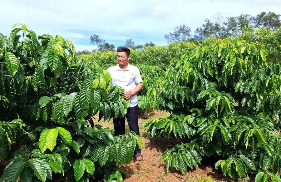 Cà phê, chanh dây, rau sạch trồng trên đất đỏ ở Tây Gia Lai đang được trồng theo cách gì mà khiến ai cũng muốn mua?