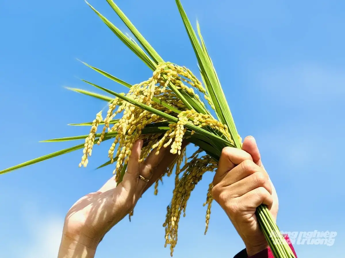 Canh tác lúa giảm phát thải trên đất nhiễm phèn, kết quả vượt xa kỳ vọng