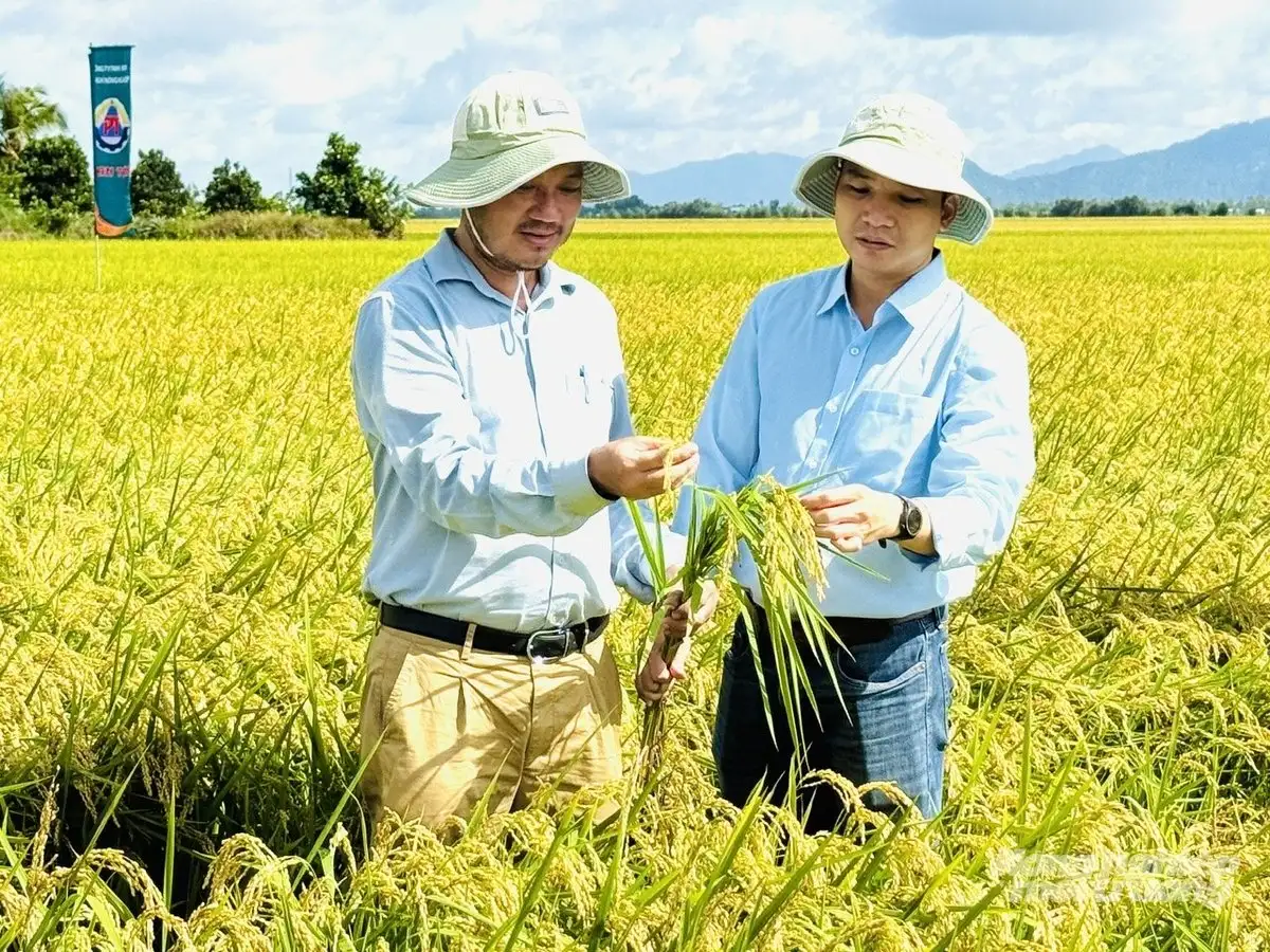 Canh tác lúa giảm phát thải trên đất nhiễm phèn, kết quả vượt xa kỳ vọng