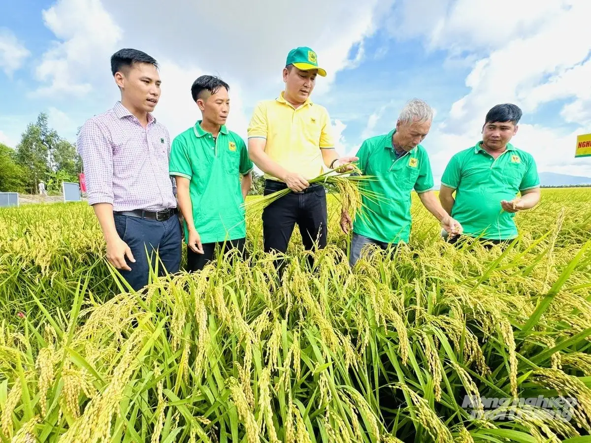 Canh tác lúa giảm phát thải trên đất nhiễm phèn, kết quả vượt xa kỳ vọng