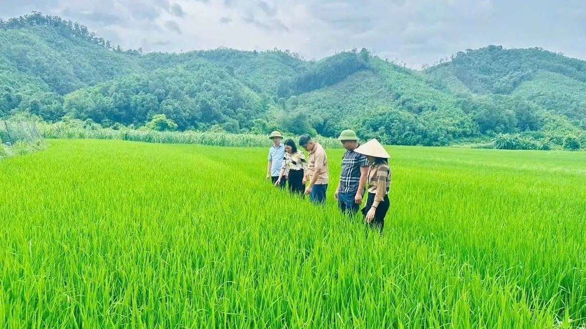 Cấp phát 10.000 gói thuốc diệt chuột bảo vệ lúa vụ mùa