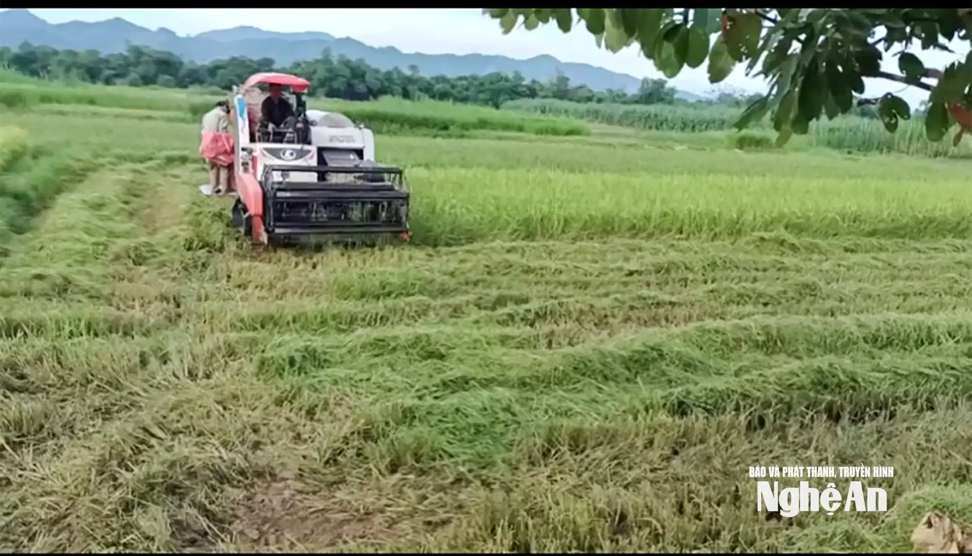 Cát Ngạn hướng mục tiêu đạt chuẩn xã nông thôn mới nâng cao