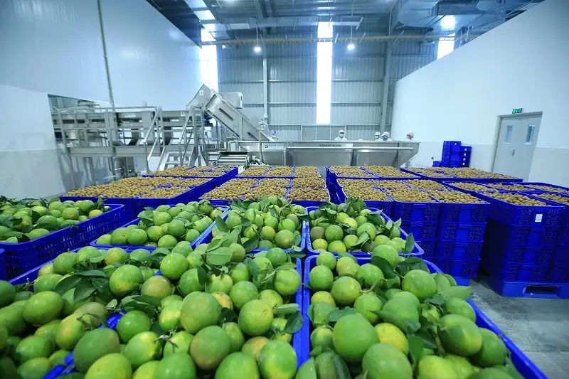 Chính phủ ra ‘tối hậu thư’: Truy xuất nguồn gốc, bảo đảm chất lượng nông sản xuất khẩu