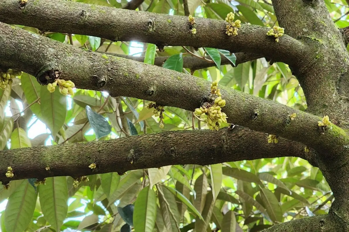 Chuyên gia thông tin bất ngờ về nguyên nhân gây tồn dư Cadimi trên sầu riêng