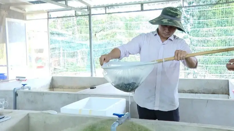 Con đặc sản bình dân này nuôi dày đặc trong bể xi măng ở Bà Rịa-Vũng Tàu, bắt đến đâu bán hết đến đó