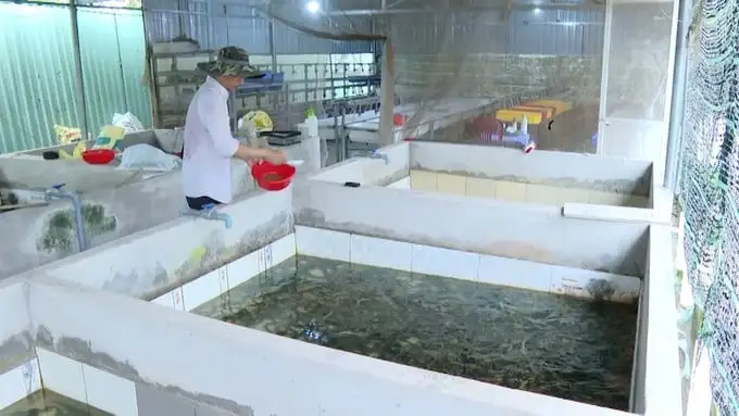 Con đặc sản bình dân này nuôi dày đặc trong bể xi măng ở Bà Rịa-Vũng Tàu, bắt đến đâu bán hết đến đó