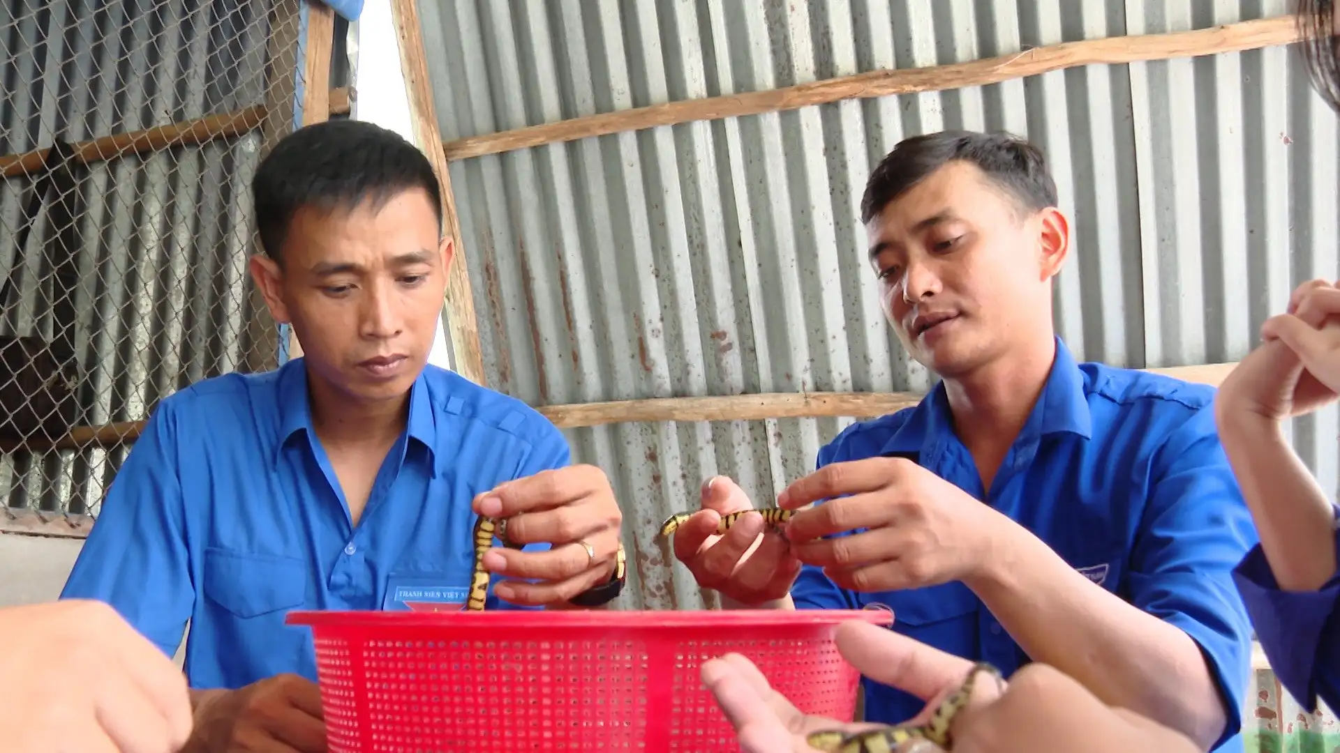 Con động vật hoang dã này cầm đầu cầm đuôi dễ mà, nuôi thành công ở Cà Mau, cứ lớn là bán hết cả đàn