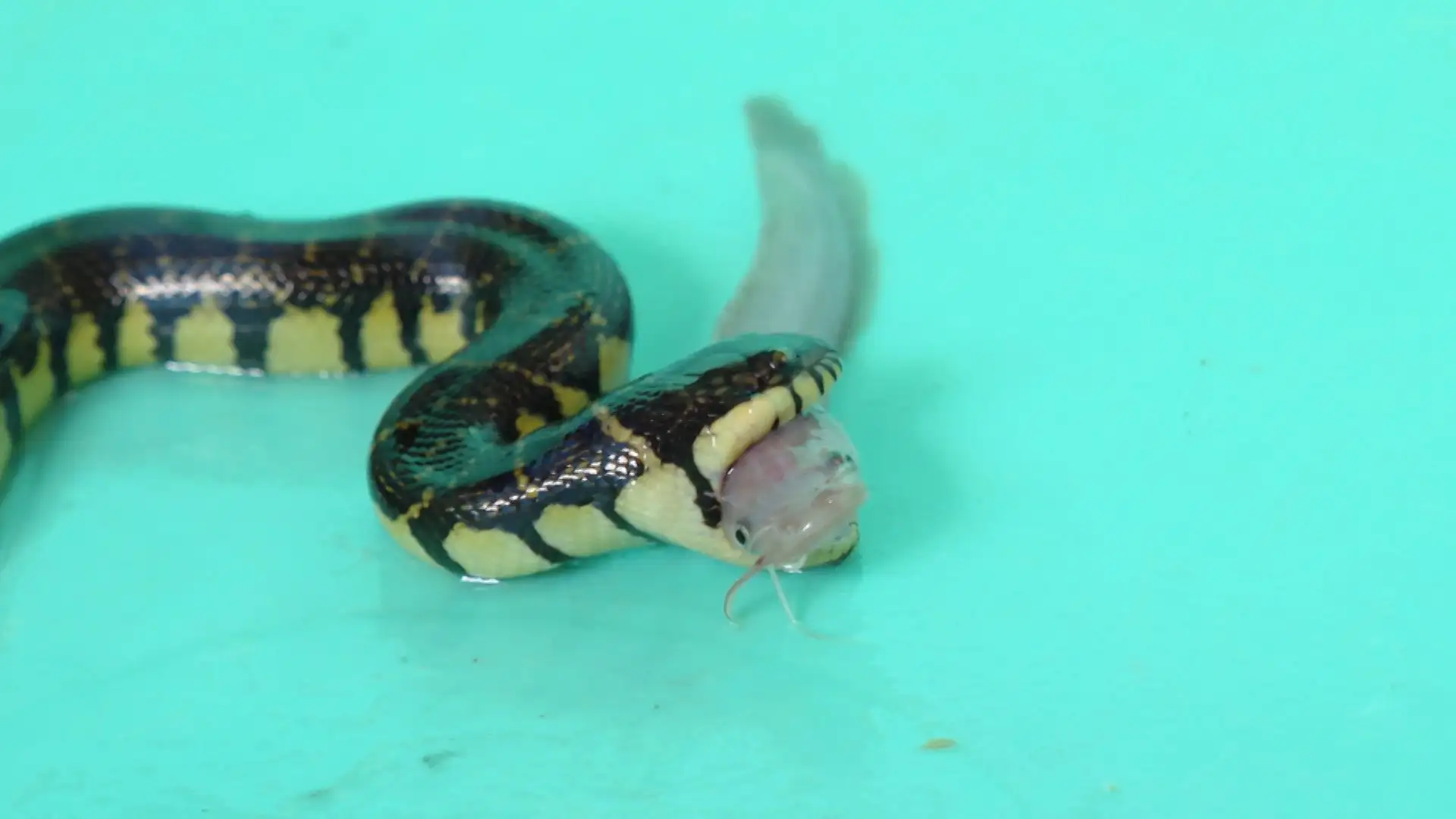 Con động vật hoang dã này cầm đầu cầm đuôi dễ mà, nuôi thành công ở Cà Mau, cứ lớn là bán hết cả đàn