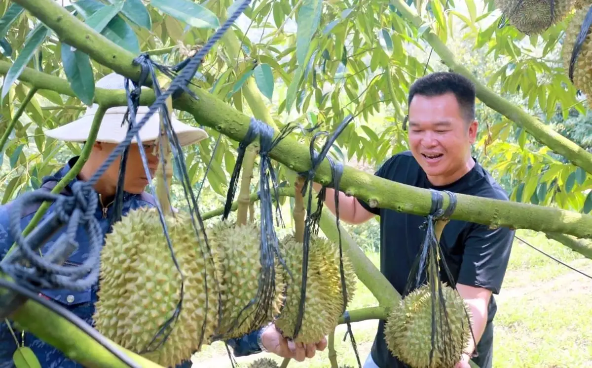 Đa lợi ích trồng sầu riêng theo hướng hữu cơ