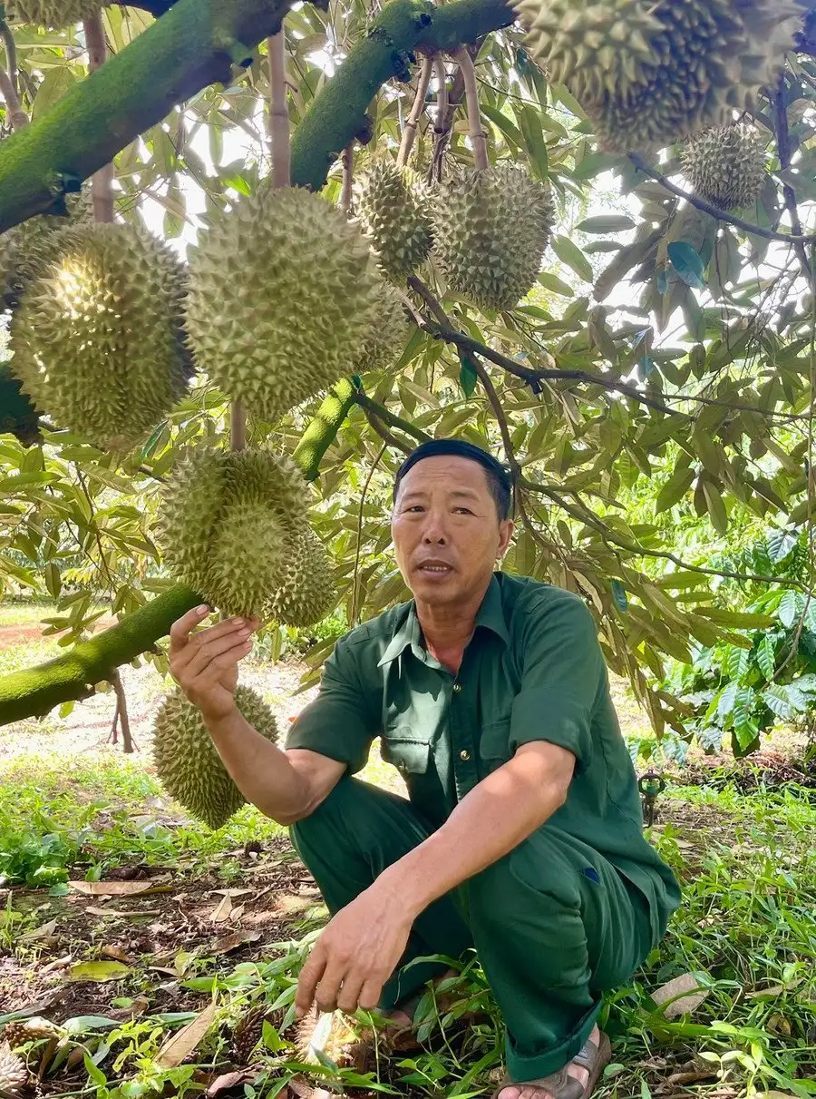 Đây là một ông tỷ phú Gia Lai, trồng &#8220;cây tiền tỷ&#8221; theo cách 10 người ăn khen cả 10