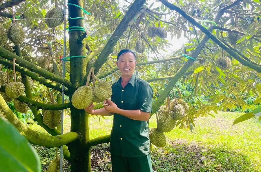 Đây là một ông tỷ phú Gia Lai, trồng “cây tiền tỷ” theo cách 10 người ăn khen cả 10
