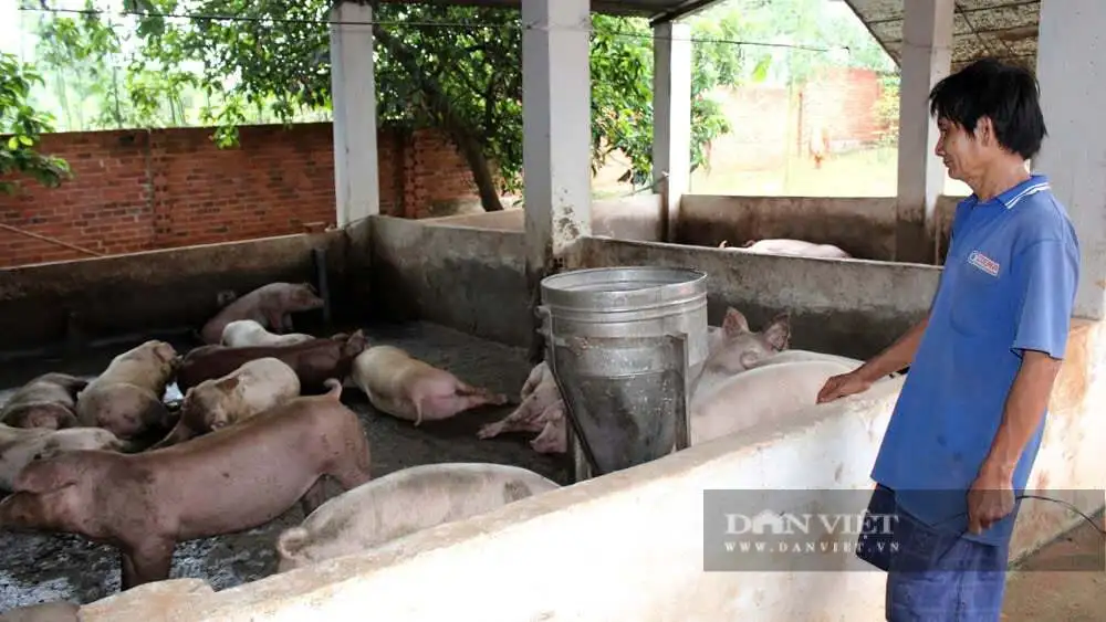 Dịch tả lợn châu Phi: &#8220;Độc chiêu&#8221; xông khói bằng lá vườn, giữ chuồng sạch của người chăn nuôi Đồng Nai