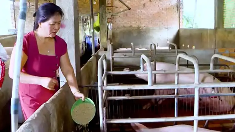 Dịch tả lợn châu Phi: “Độc chiêu” xông khói bằng lá vườn, giữ chuồng sạch của người chăn nuôi Đồng Nai