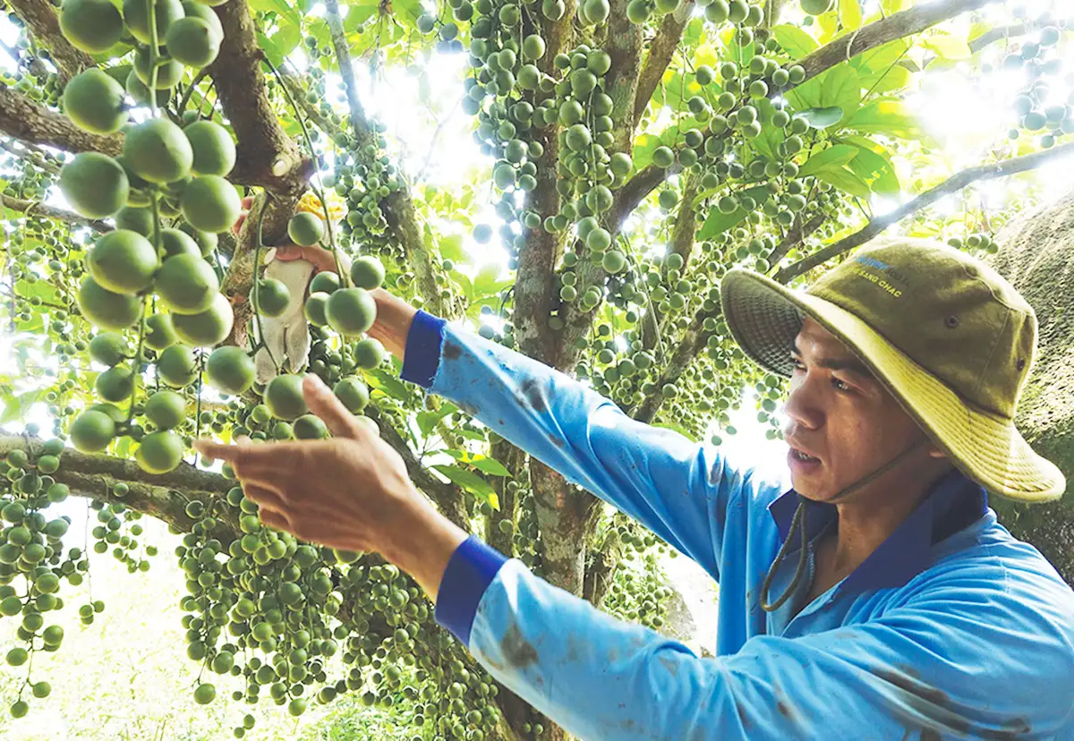 Điểm tựa hướng tới nông thôn mới thông minh ở An Giang