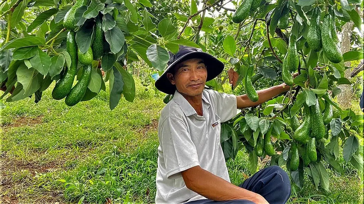 Đòn bẩy kinh tế hàng hóa từ HTX và tổ hợp tác