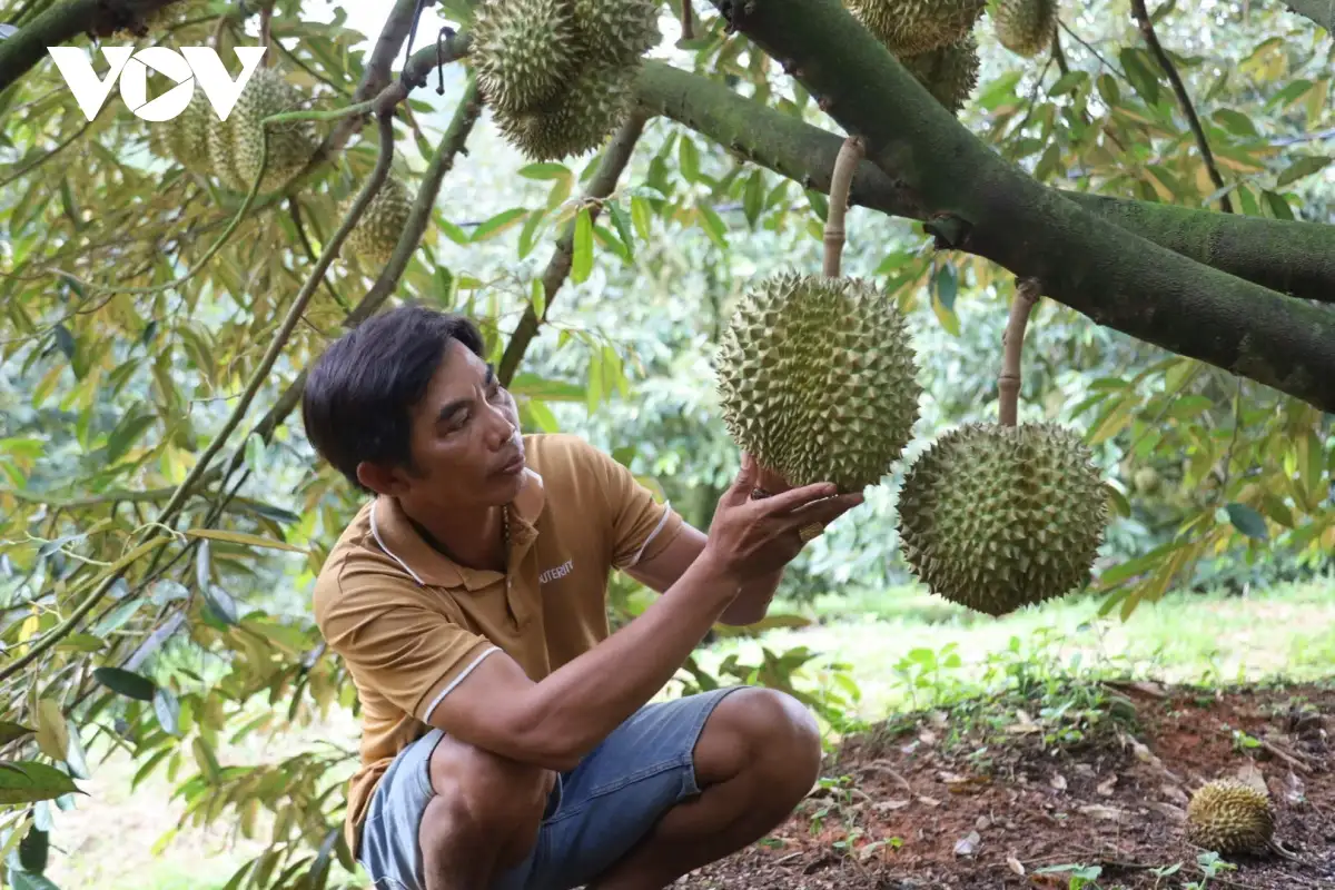 Du lịch cộng đồng Khánh Hòa khai thác tiềm năng rừng và vườn quả