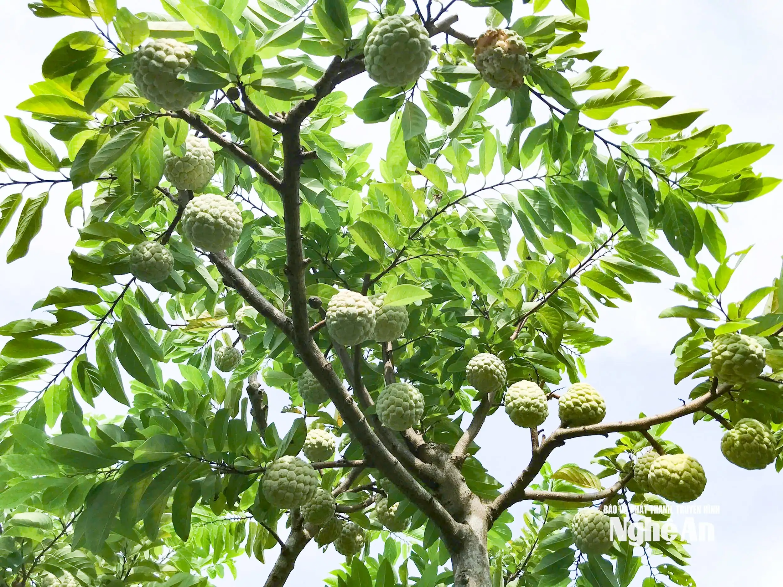 Được mùa na, nông dân Vinh Phú ‘bỏ túi’ hàng trăm triệu đồng