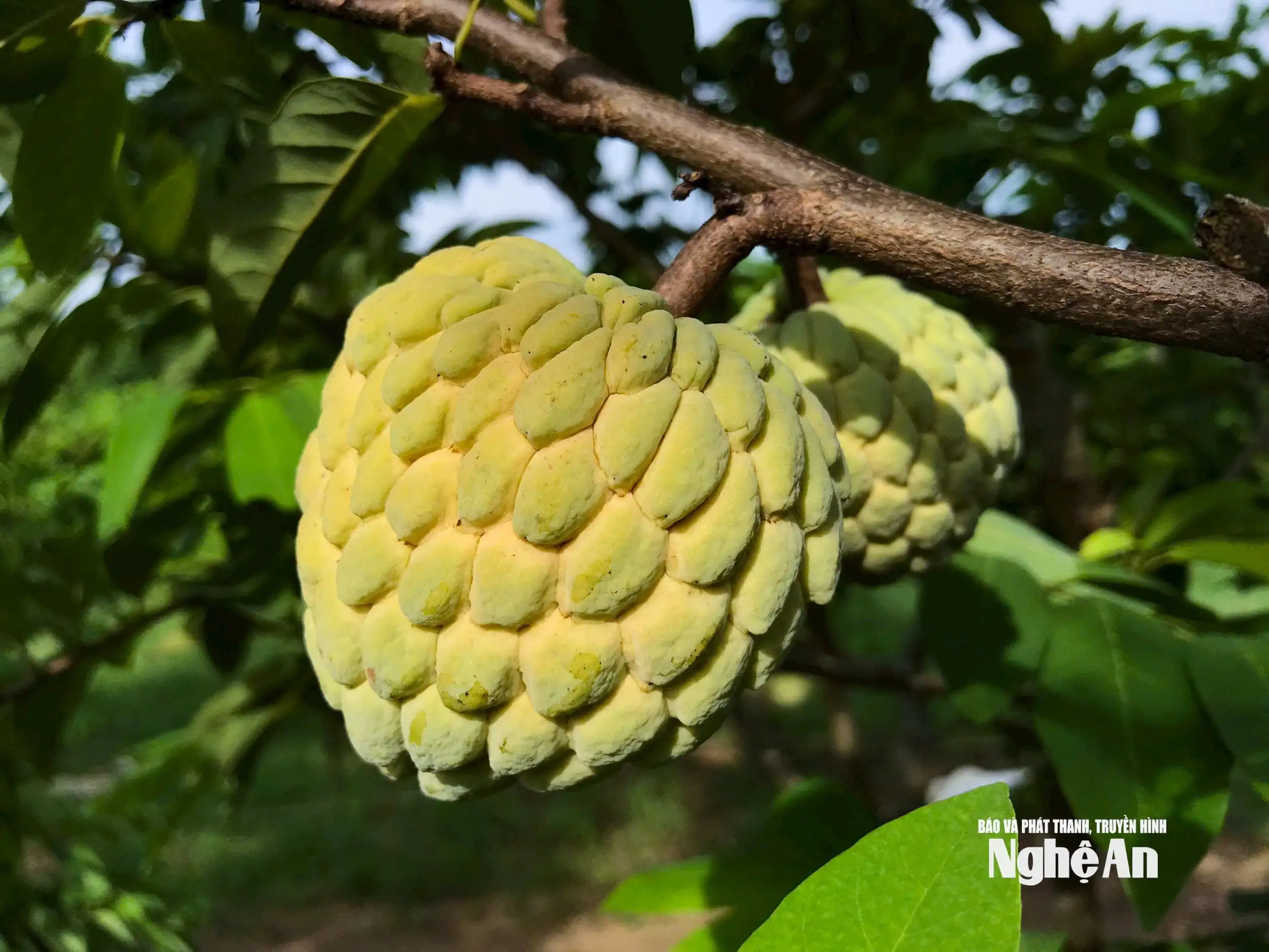 Được mùa na, nông dân Vinh Phú ‘bỏ túi’ hàng trăm triệu đồng