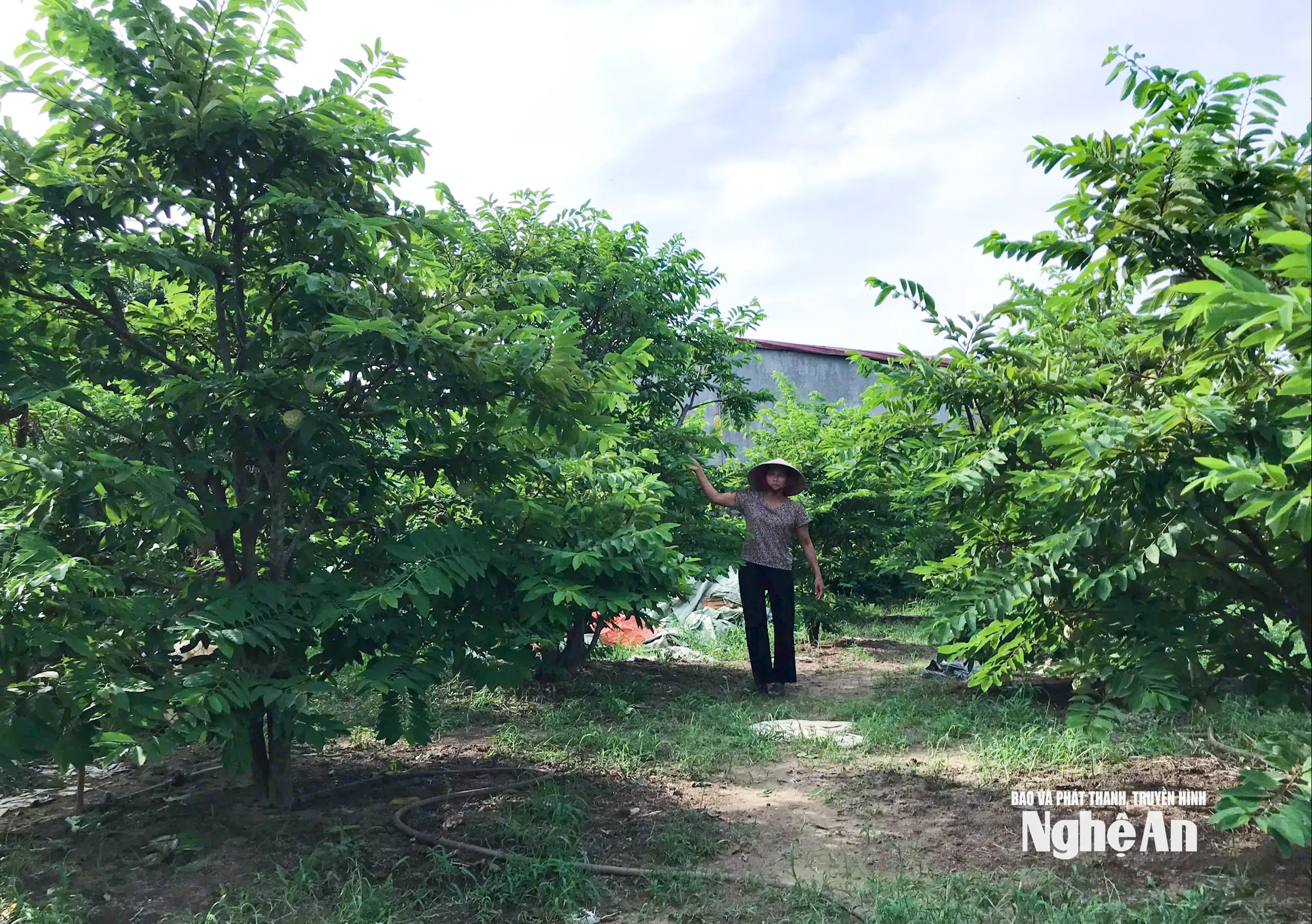 Được mùa na, nông dân Vinh Phú ‘bỏ túi’ hàng trăm triệu đồng