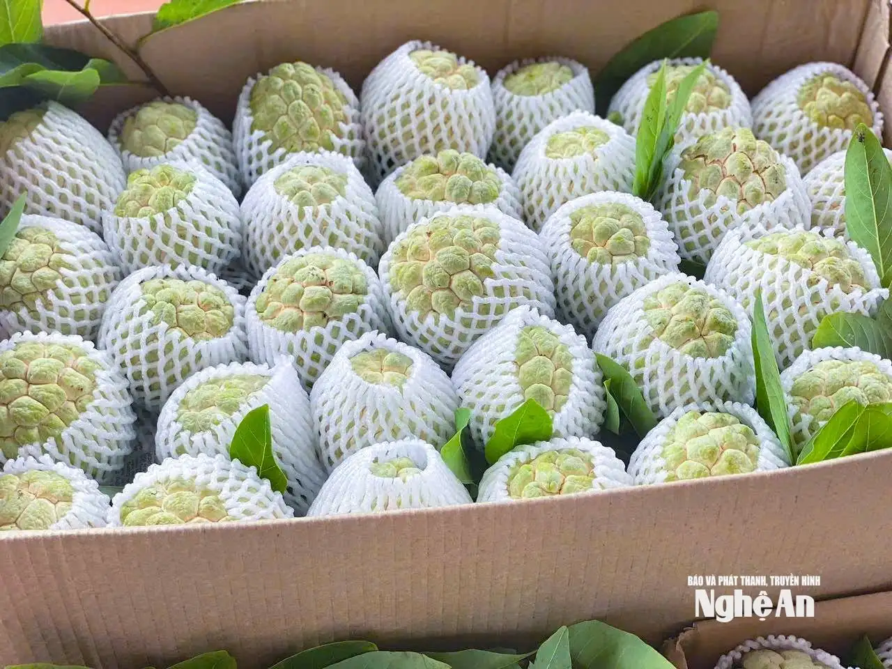 Được mùa na, nông dân Vinh Phú ‘bỏ túi’ hàng trăm triệu đồng