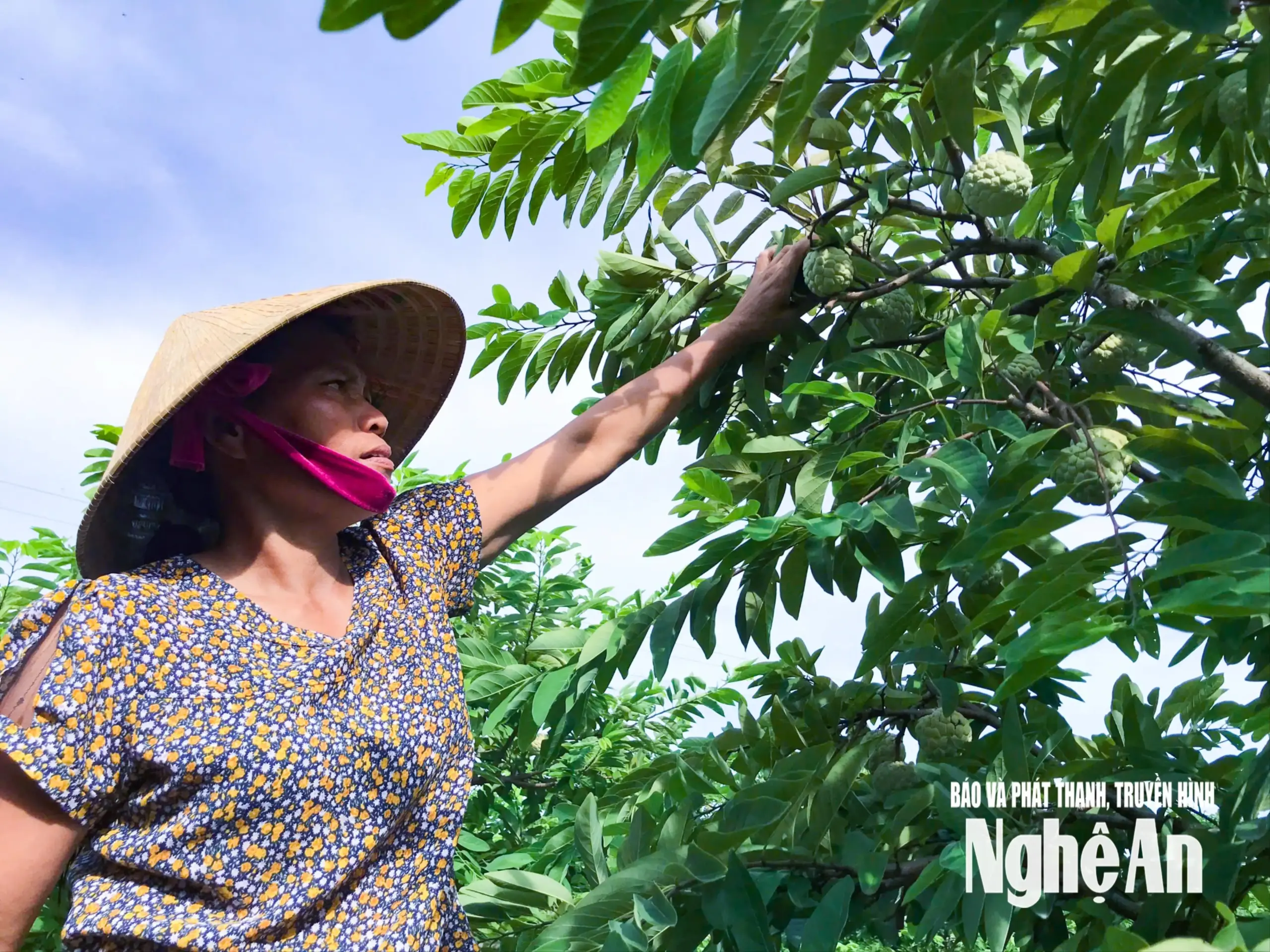 Được mùa na, nông dân Vinh Phú ‘bỏ túi’ hàng trăm triệu đồng