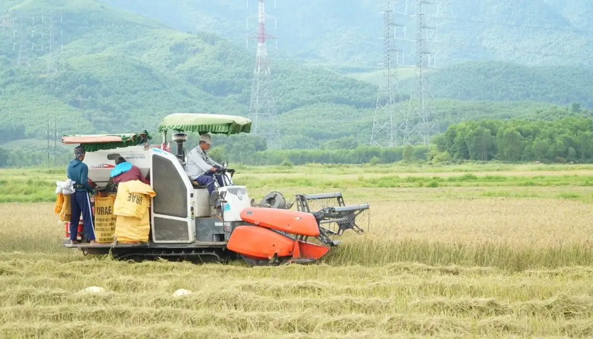 Gấp rút thu hoạch lúa tránh bão số 5