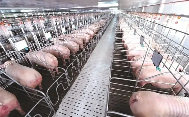 Giá lợn hơi xuống dưới 60.000 đồng/kg, người chăn nuôi lo lắng