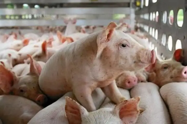 Giá lợn hơi xuống dưới 60.000 đồng/kg, người chăn nuôi lo lắng