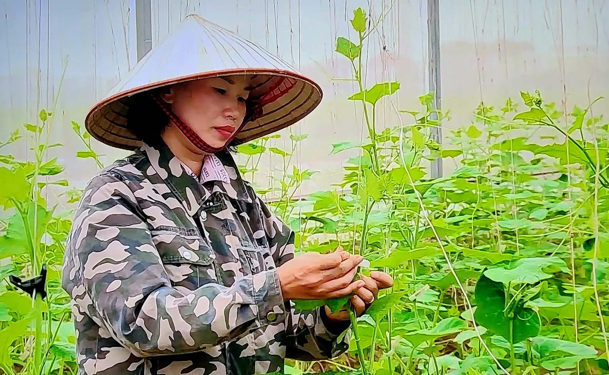 Hợp tác xã điện tử: Tiềm năng lớn nhưng vướng thách thức nguồn nhân lực