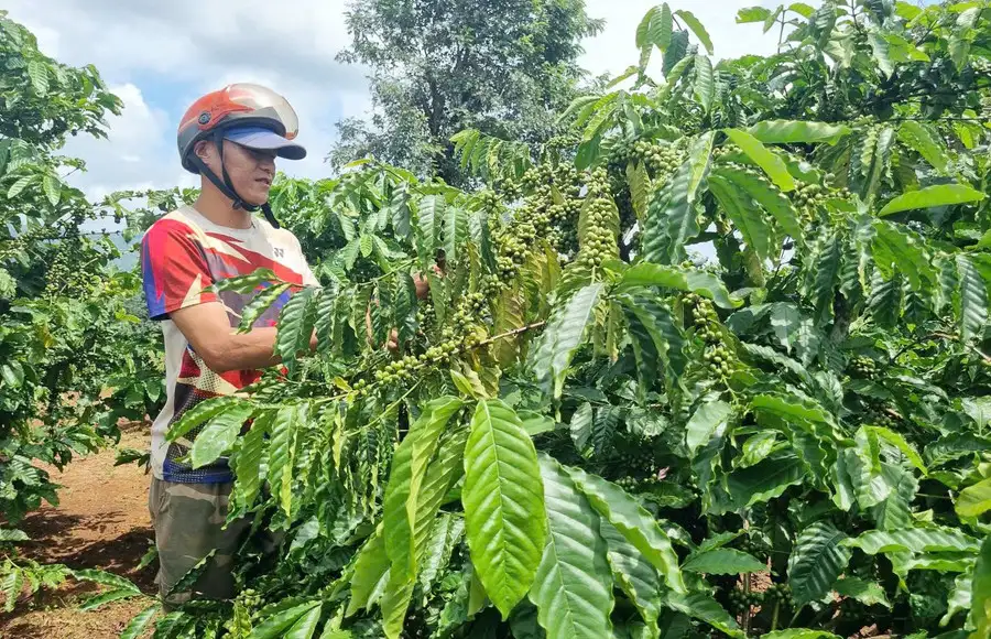IPHM giúp nông dân bứt phá sang nông nghiệp xanh