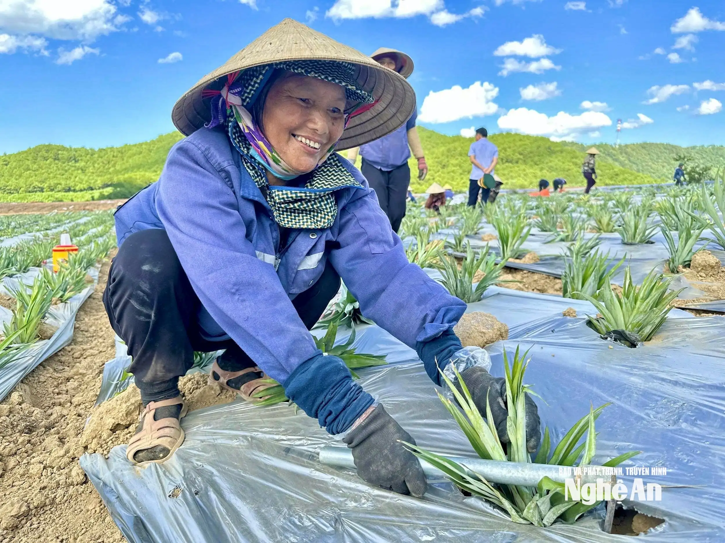Kết nối sản xuất, tiêu thụ nông sản dứa, chè, cây ăn quả có múi các tỉnh vùng Bắc Trung Bộ