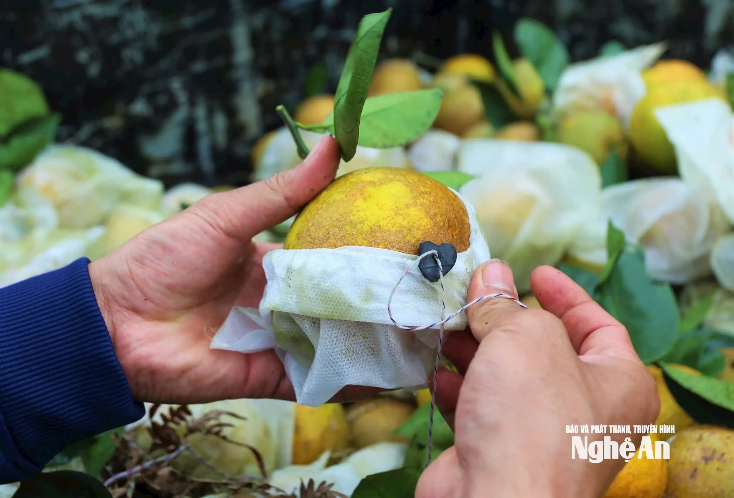 Kết nối sản xuất, tiêu thụ nông sản dứa, chè, cây ăn quả có múi các tỉnh vùng Bắc Trung Bộ