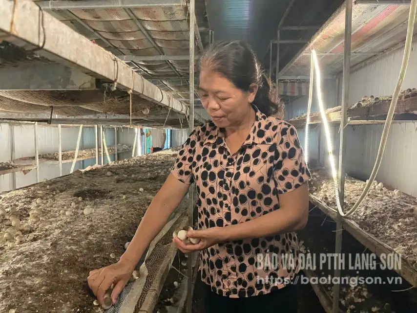 Khi hợp tác xã tham gia OCOP