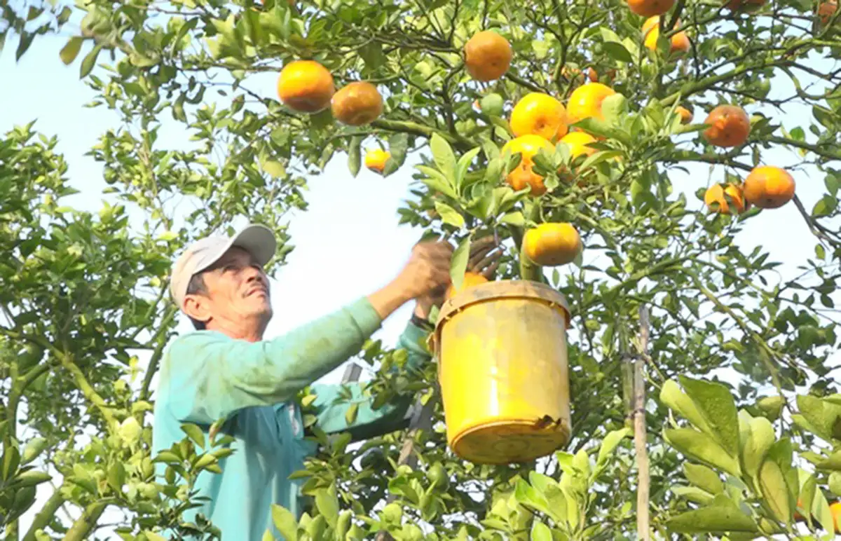 Khởi sắc nông thôn mới từ miền đất ven sông Hậu