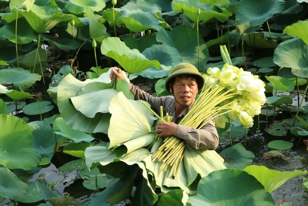 Khuyến nông Nghệ An chuyển từ hỗ trợ kỹ thuật sang kiến tạo giá trị