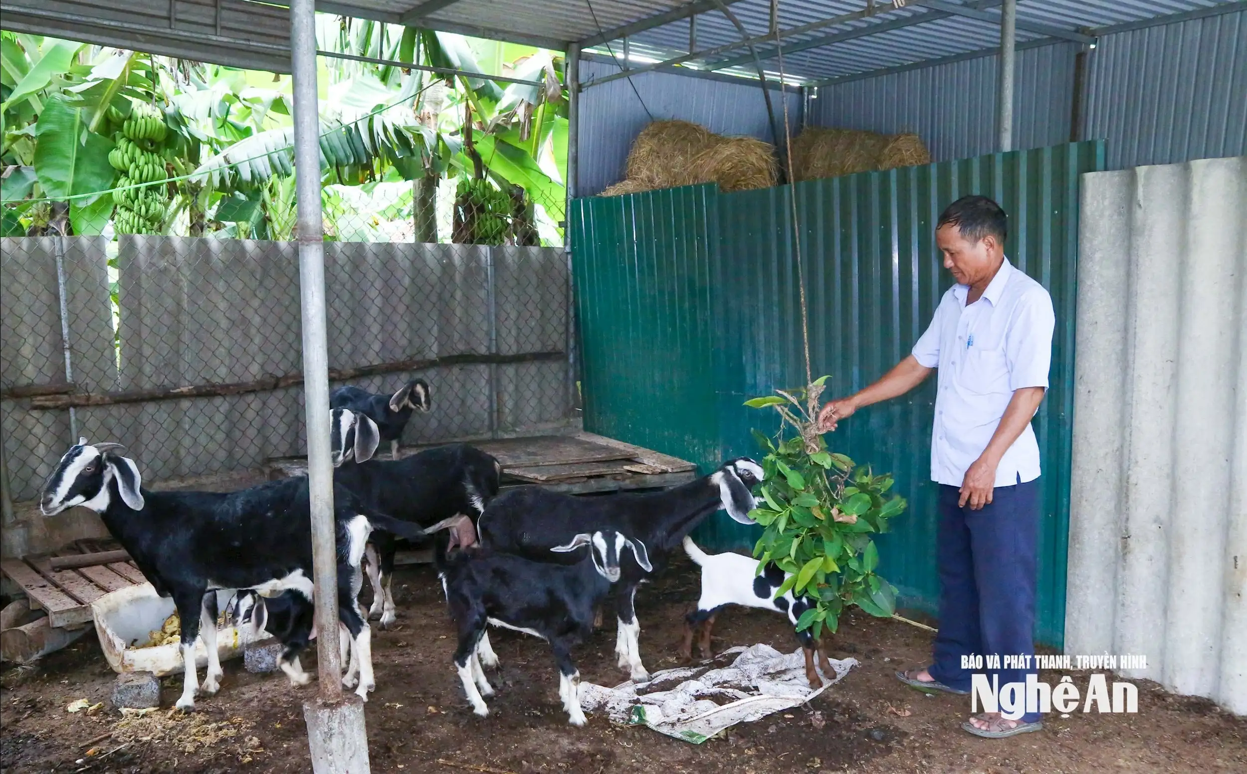 Kinh tế nông hộ: Vững vàng nhờ biết phòng hơn chống