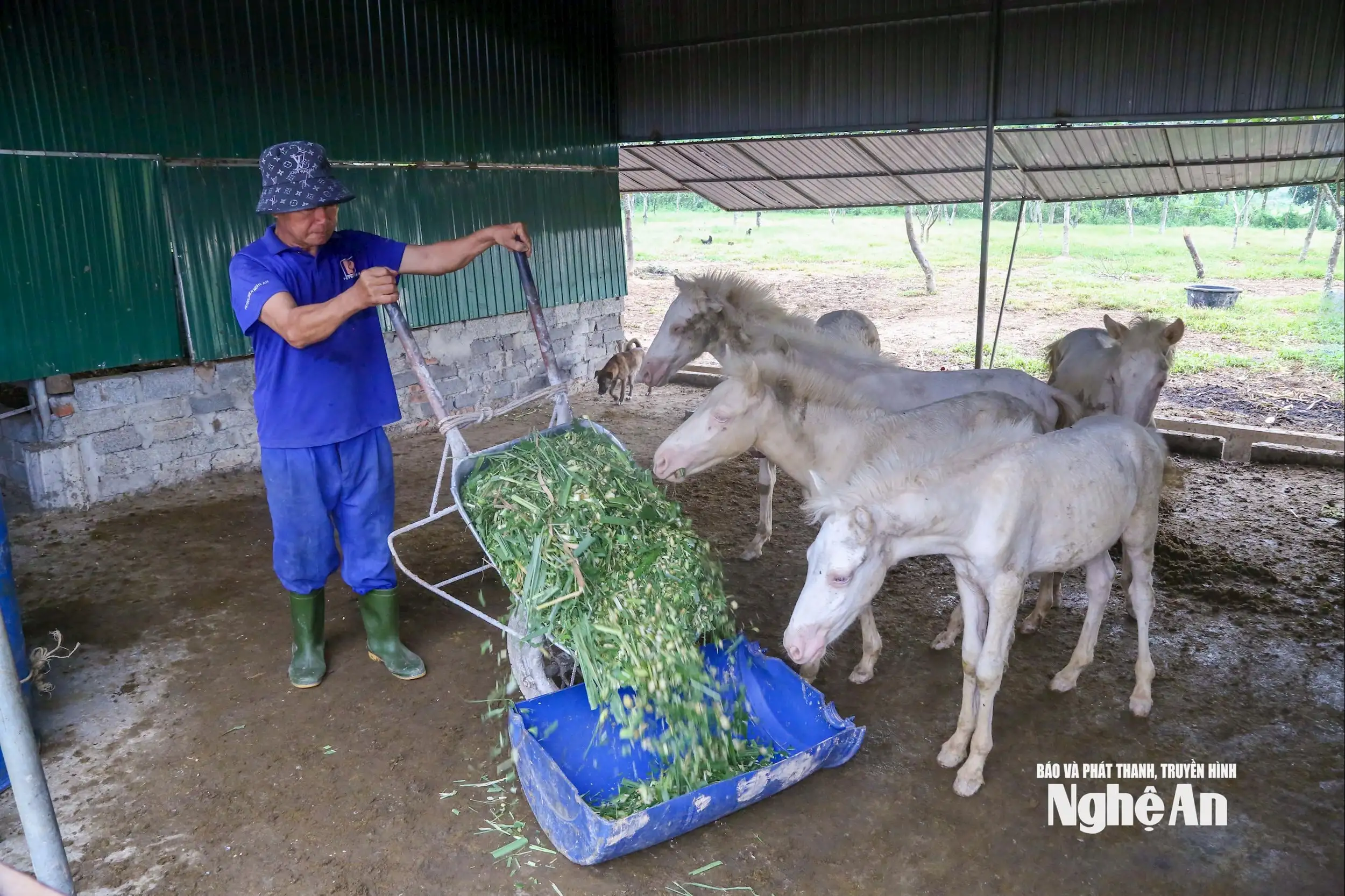 Kinh tế nông hộ: Vững vàng nhờ biết phòng hơn chống