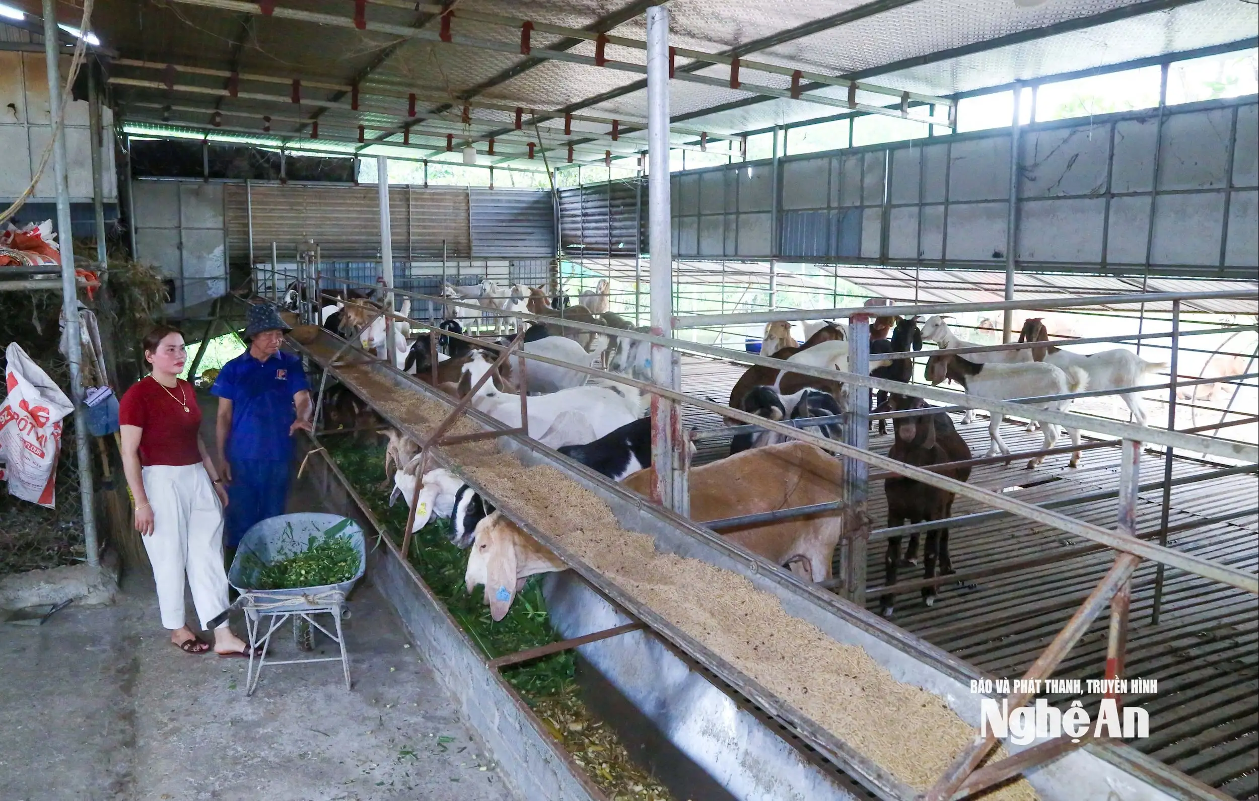 Kinh tế nông hộ: Vững vàng nhờ biết phòng hơn chống