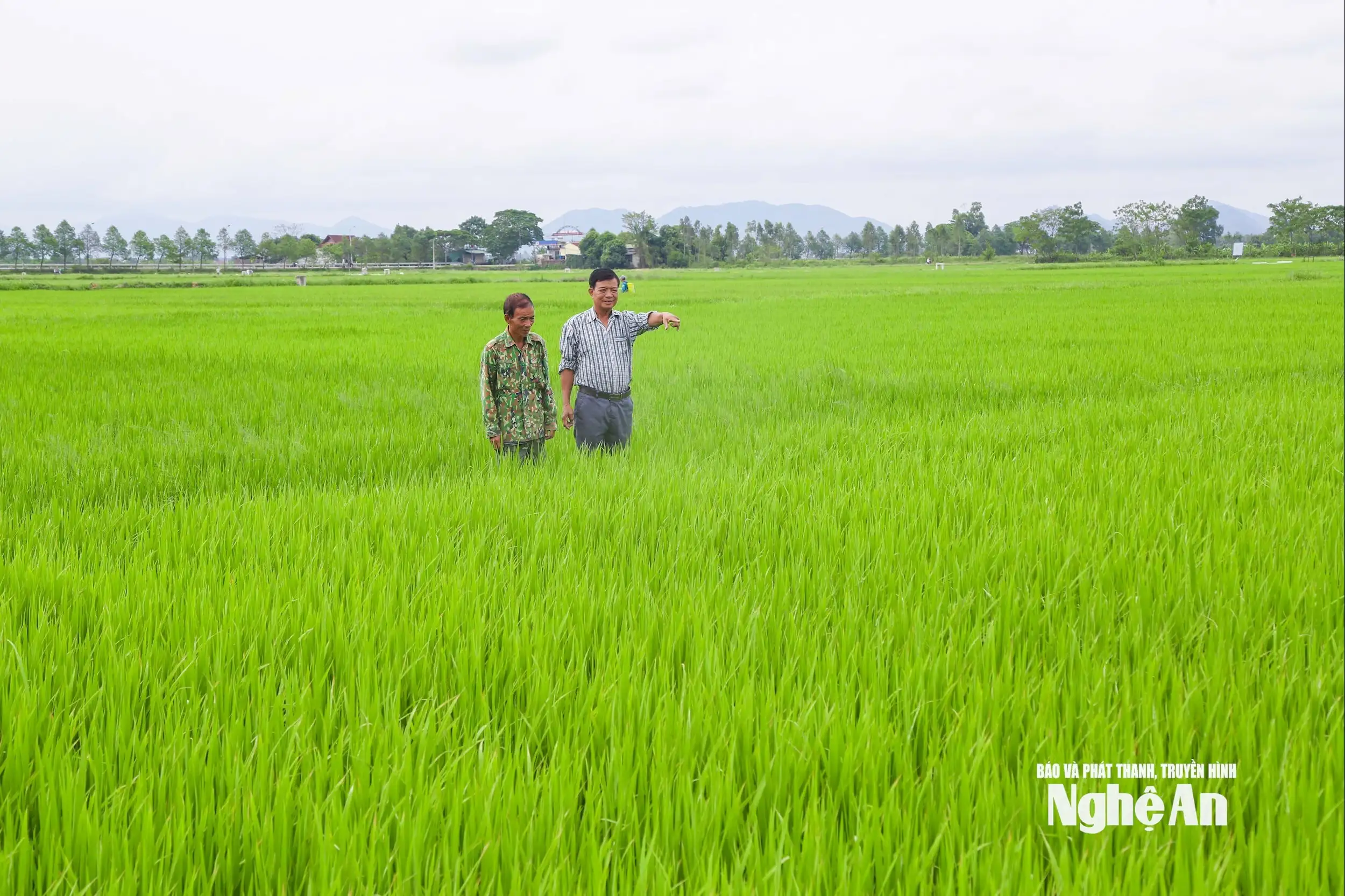 Kinh tế nông hộ: Vững vàng nhờ biết phòng hơn chống
