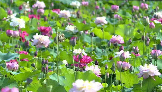 Mở lối phát triển nông nghiệp gắn với du lịch trải nghiệm