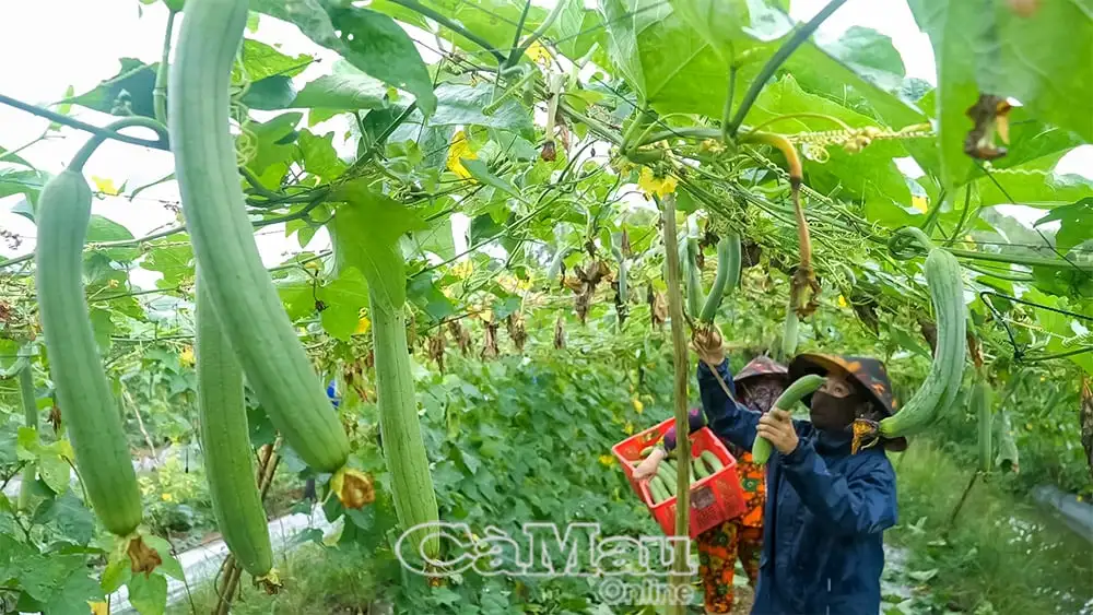 Một HTX ở Cà Mau trồng loại quả ngon giàu beta-caroten, thơm khắp đồng, ra trái quá trời, bán thẳng lên TPHCM