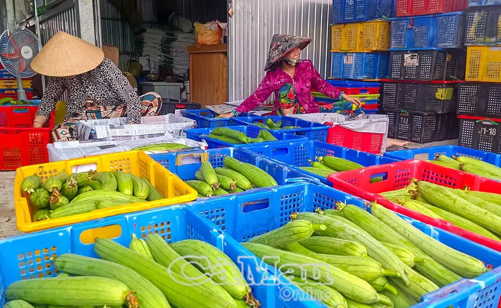 Một HTX ở Cà Mau trồng loại quả ngon giàu beta-caroten, thơm khắp đồng, ra trái quá trời, bán thẳng lên TPHCM