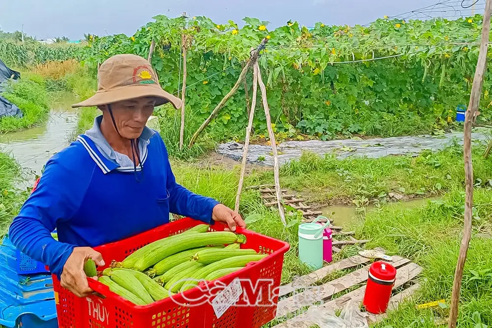 Một HTX ở Cà Mau trồng loại quả ngon giàu beta-caroten, thơm khắp đồng, ra trái quá trời, bán thẳng lên TPHCM